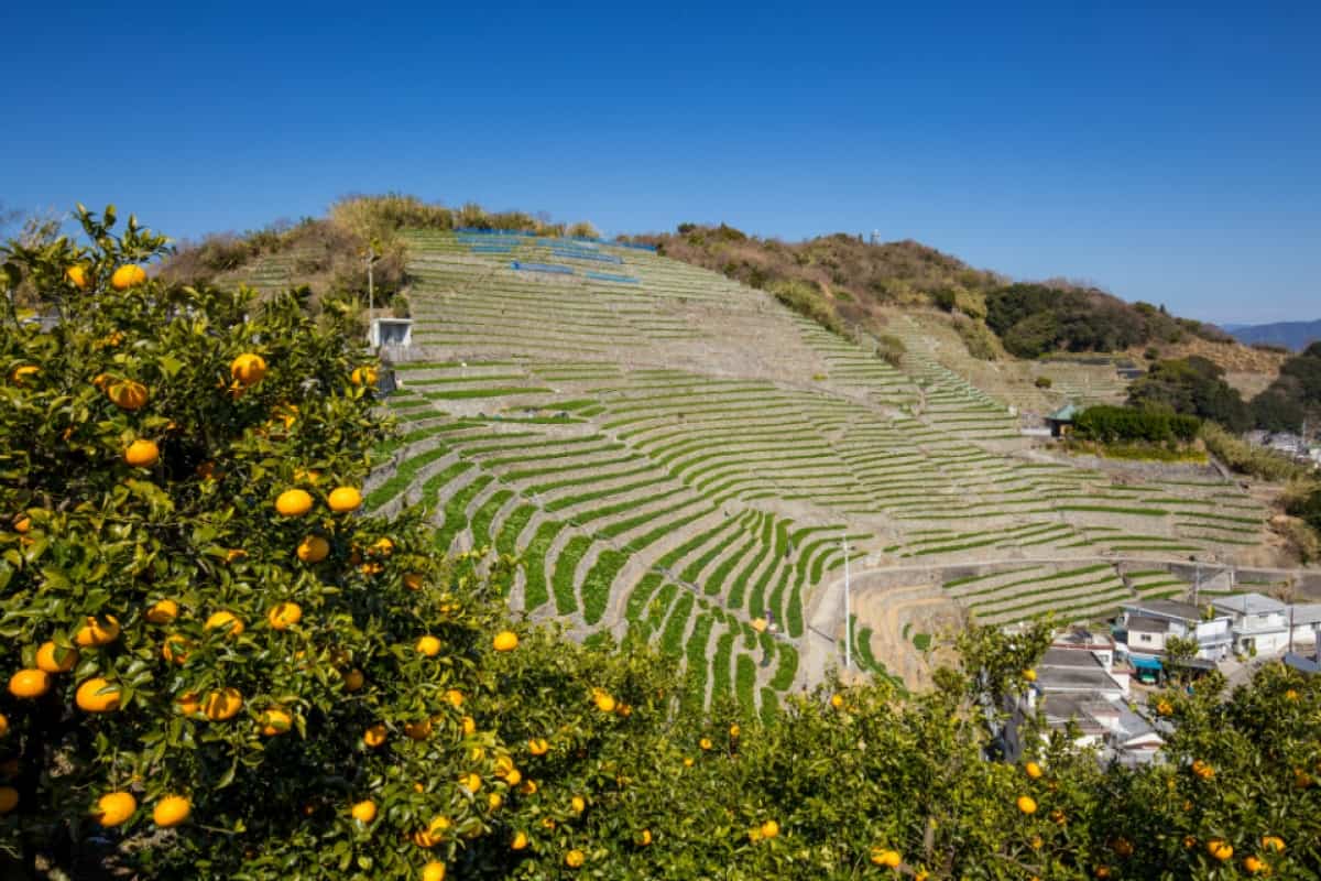 Yusumizugaura Terrace Field, Ehime