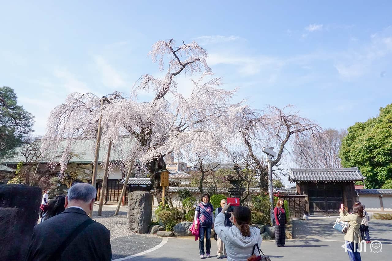 ซากุระรอบๆ วัด Kawagoe Kita-in Temple