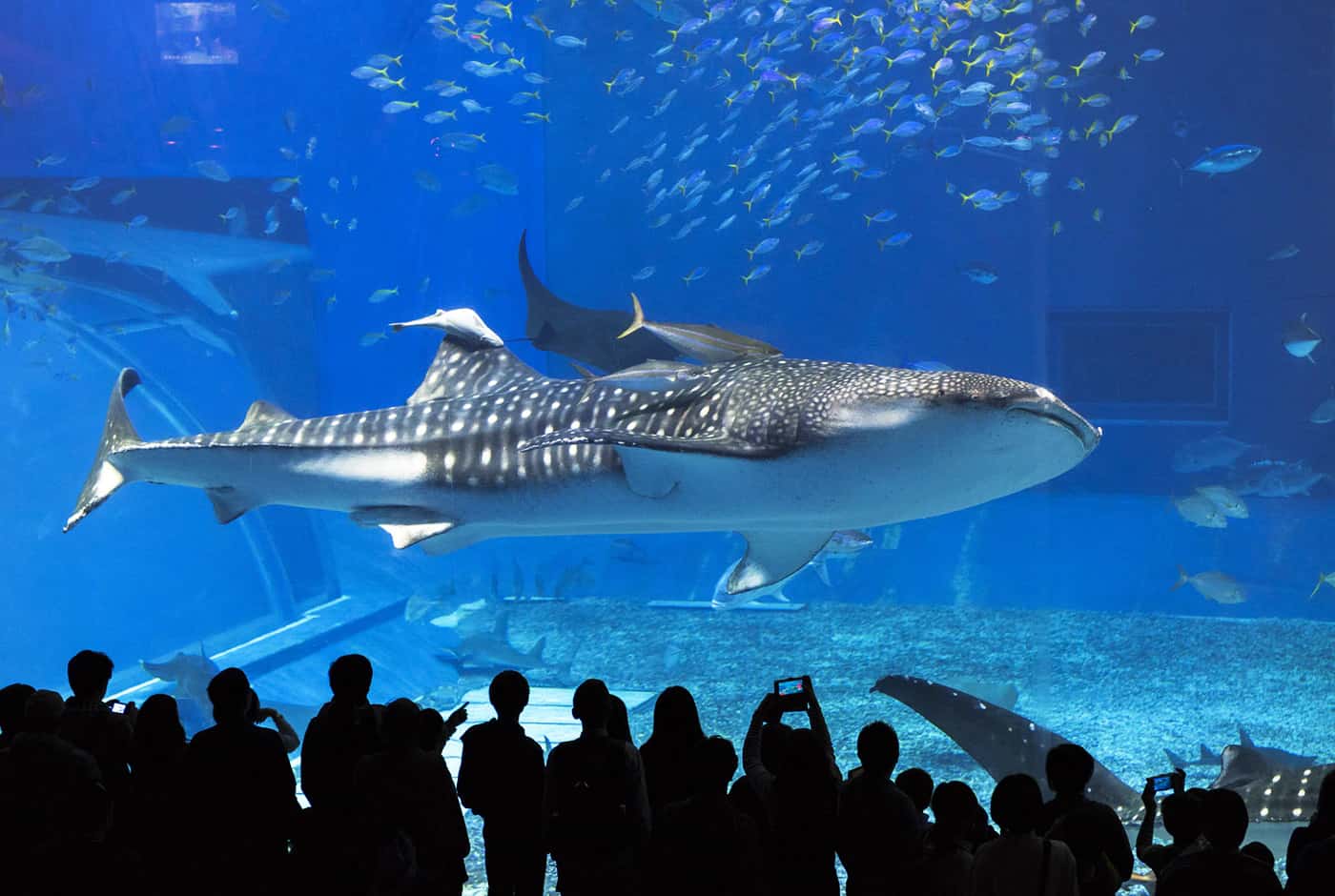 ฉลามวาฬ (Jinbeisan) ที่ พิพิธภัณฑ์สัตว์น้ำชูราอุมิ (Churaumi Aquarium) บนเกาะโอกินาว่า (Okinawa Main Island)