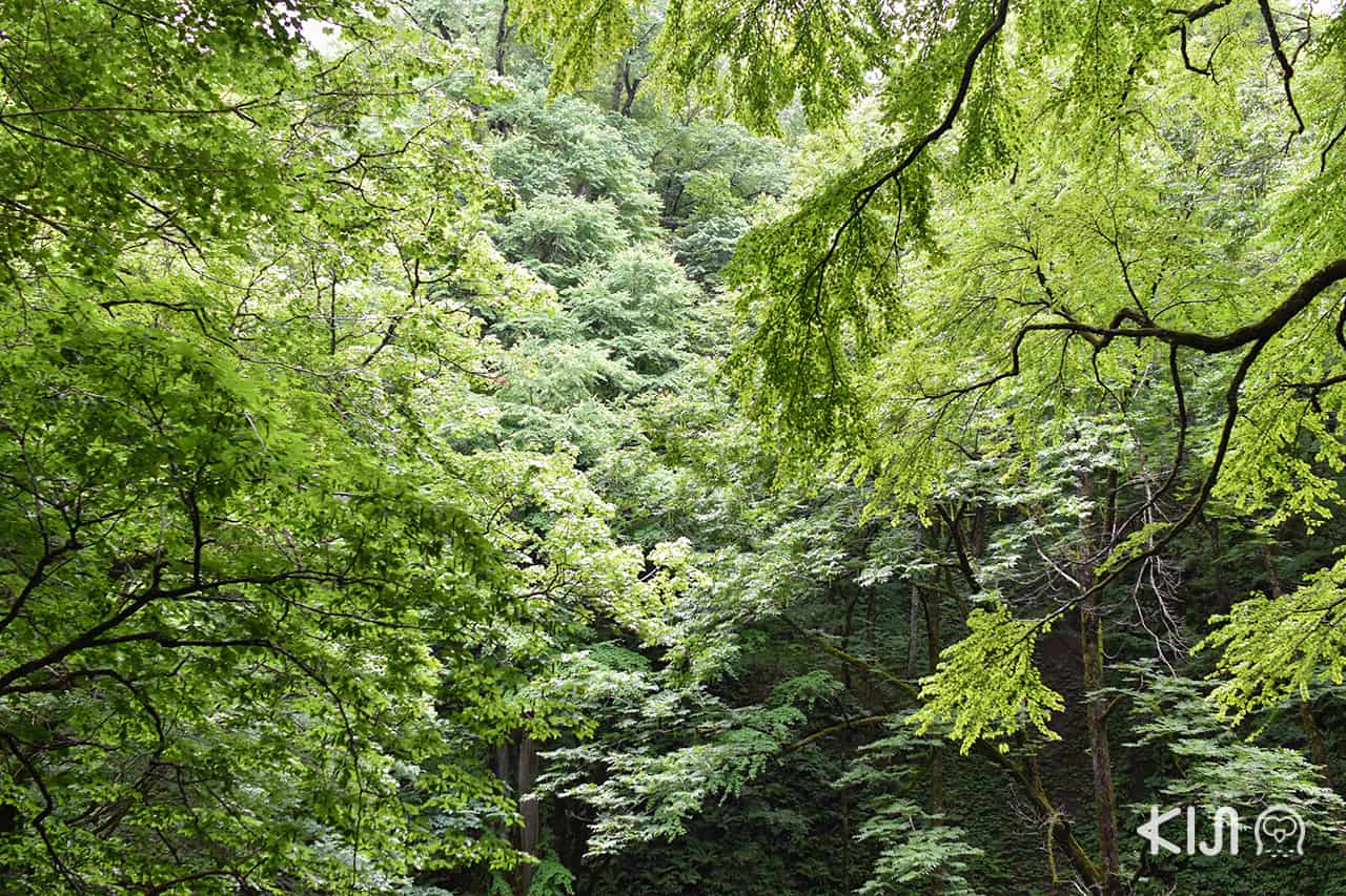 ป่าบีช (Beech Forest) - Resort Shirakami