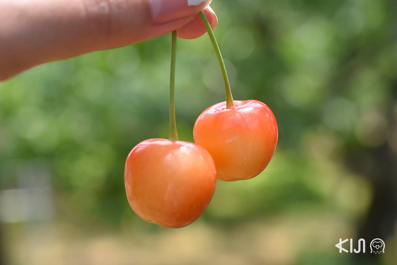 fresh cherry at Ohsyo Fruits Farm