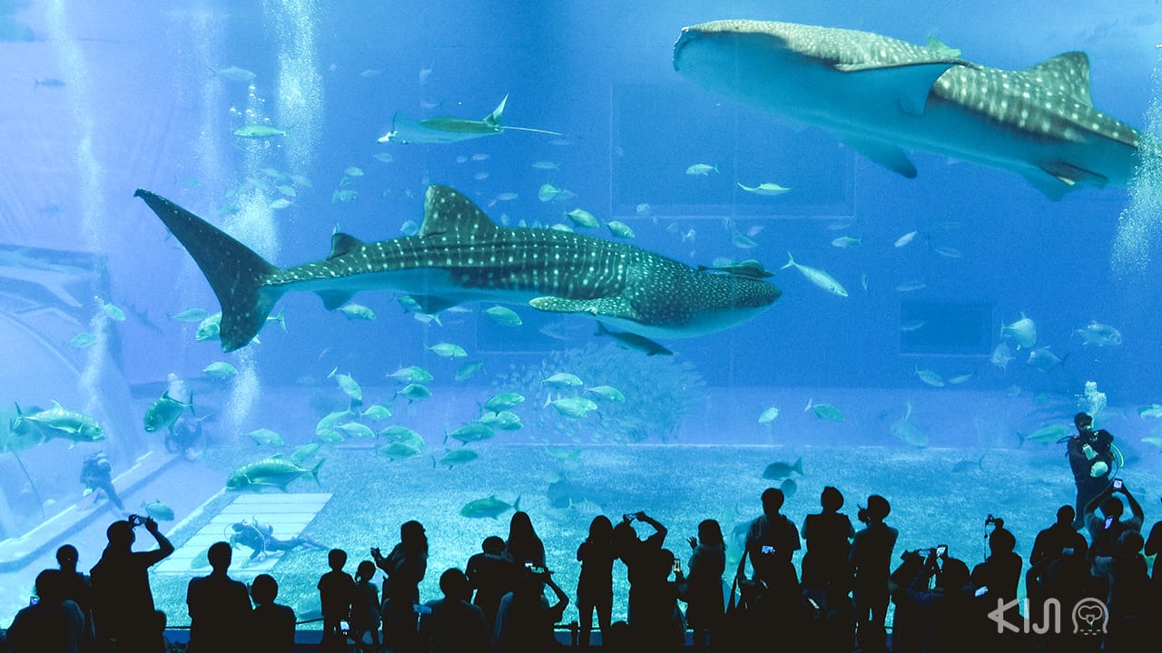 ฉลามวาฬตัวโต (Whale Shark) พิพิธภัณฑ์สัตว์น้ำชูราอุมิ (Okinawa Churaumi Aquarium)