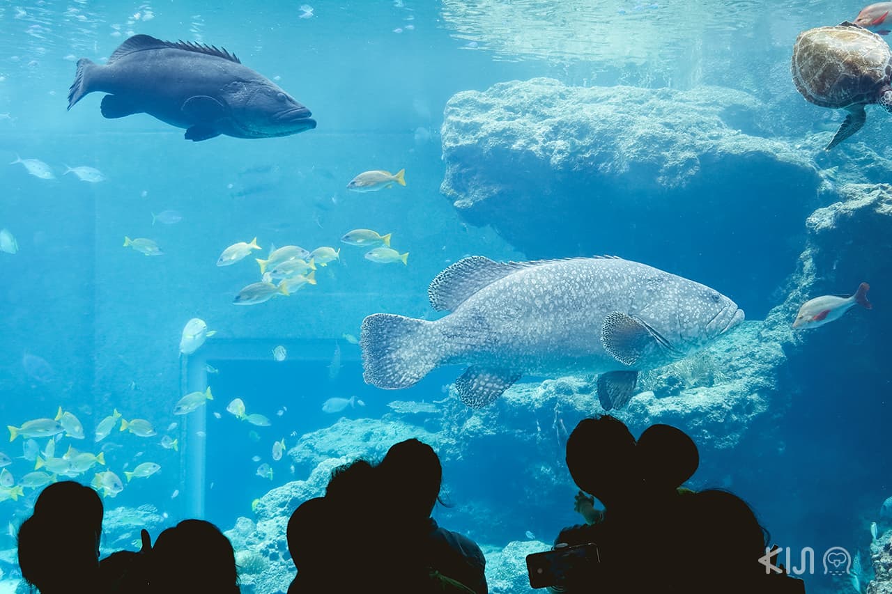 ปลาตัวใหญ่ ที่พิพิธภัณฑ์สัตว์น้ำชูราอุมิ (Okinawa Churaumi Aquarium)