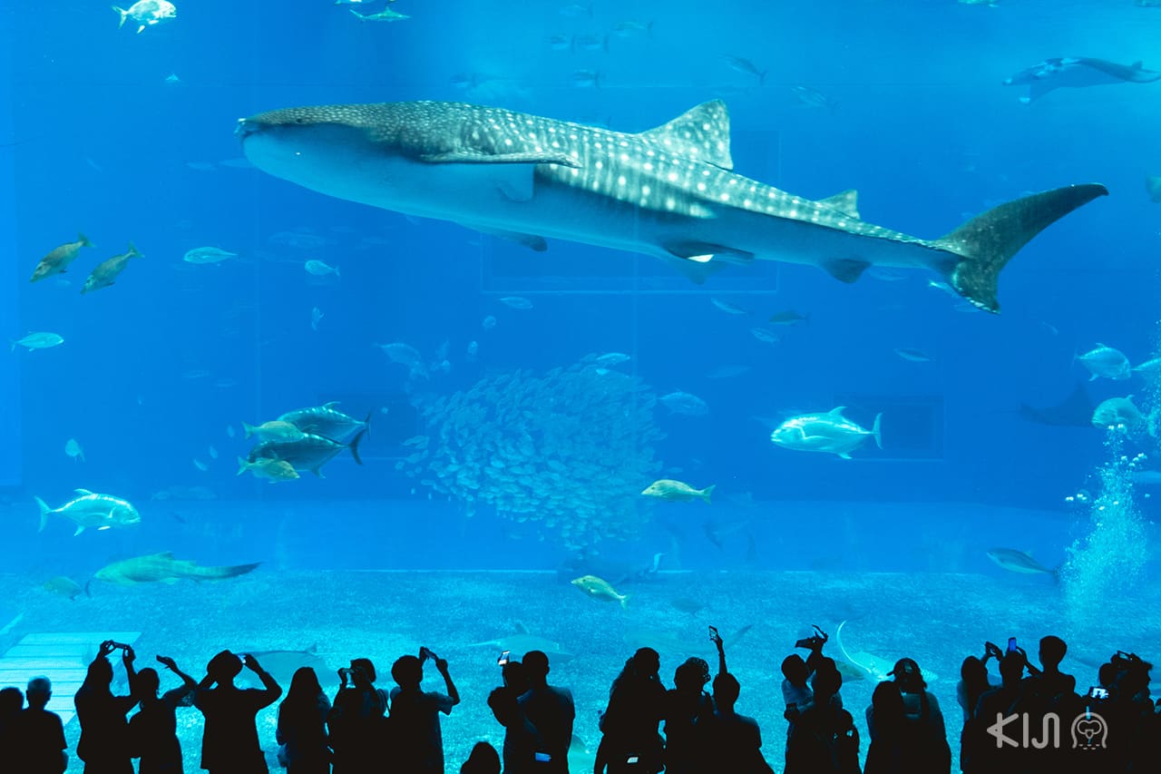 Whale Shark The Kuroshio Sea Okinawa Churaumi Aquarium