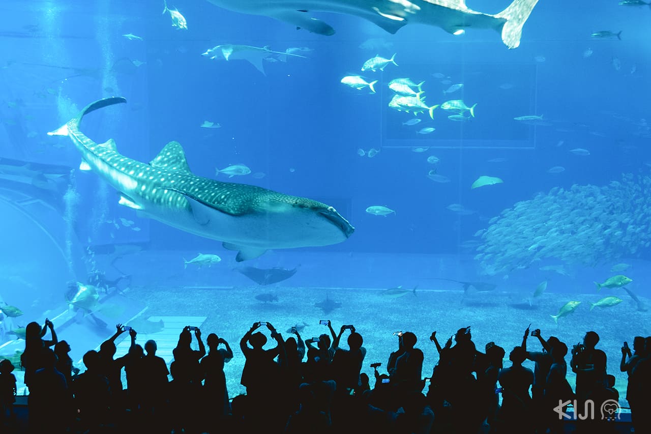 Whale Shark , Okinawa Churaumi Aquarium