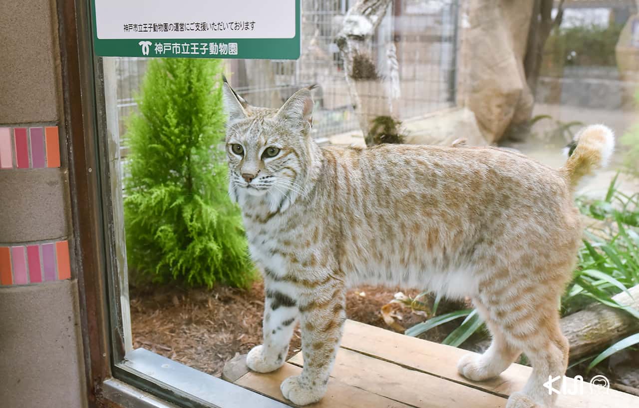 สวนสัตว์โกเบโอจิ (Kobe Oji Zoo)