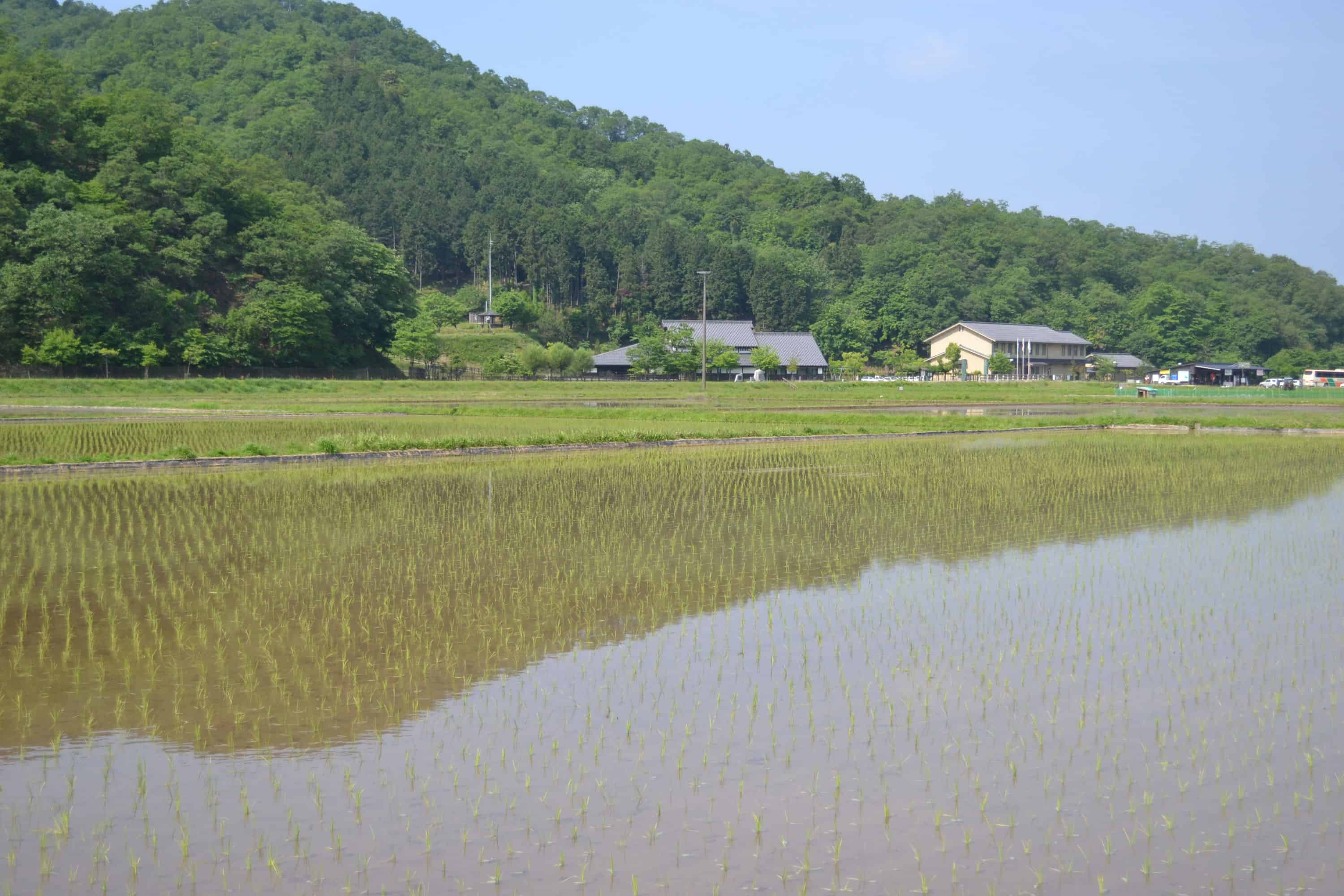 นาข้าวเขียวขจีใกล้ๆ กับแม่น้ำ Maruyama River