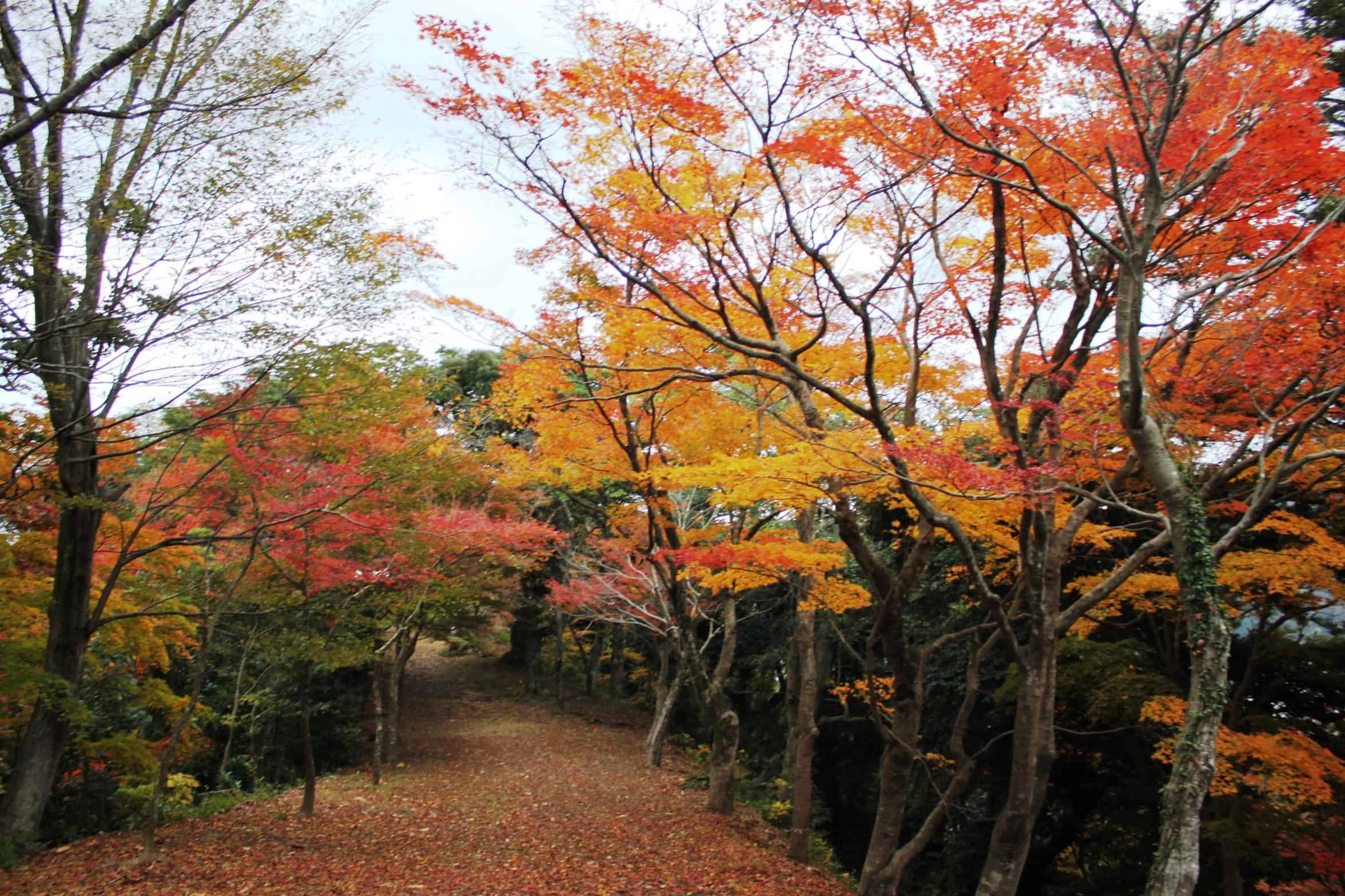 ใบไม้เปลี่ยนสี สวนฮิงาชิยามะ (Higashiyama Park)