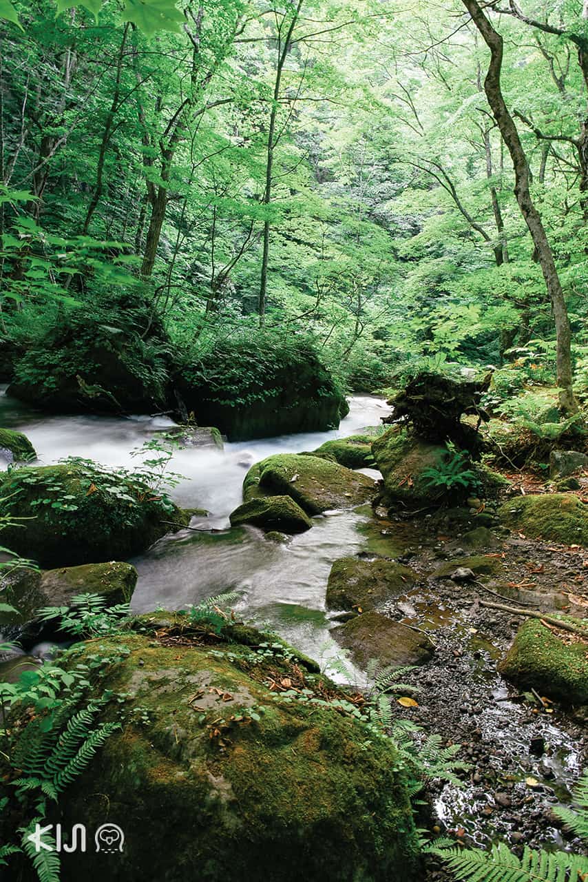 Oirase Gorge อาโอโมริ (Aomori)