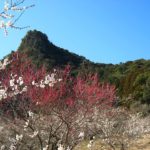 Mifunegaoka Plum Garden 1