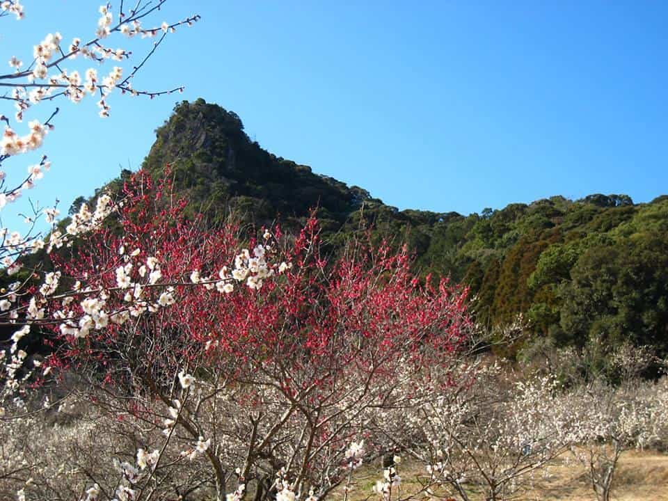 ชมสวนดอกบ๊วย Mifunegaoka Plum Garden