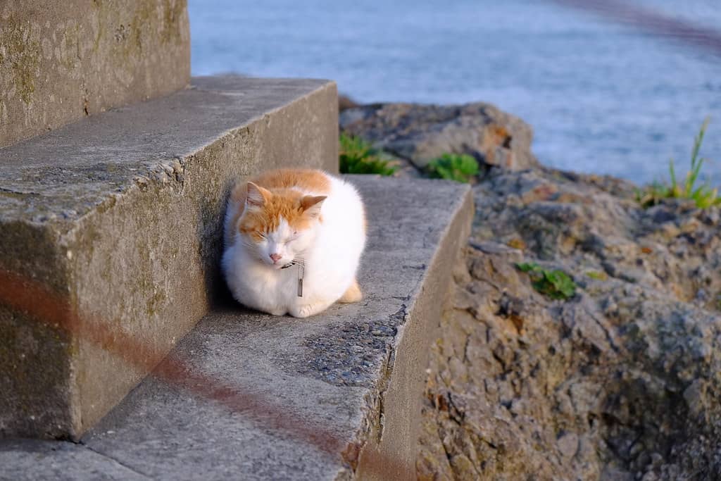 เกาะ แมว ญี่ปุ่น : เกาะเอโนะชิมะ จังหวัดคานางาวะ (Enoshima, Kanagawa)