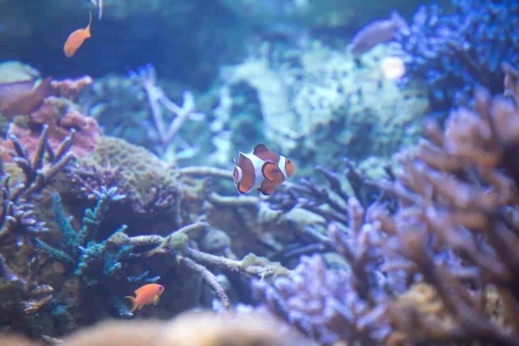 ที่เที่ยวมิเอะ (Mie) : พิพิธภัณฑ์สัตว์น้ำโทบะ (Toba Aquarium)