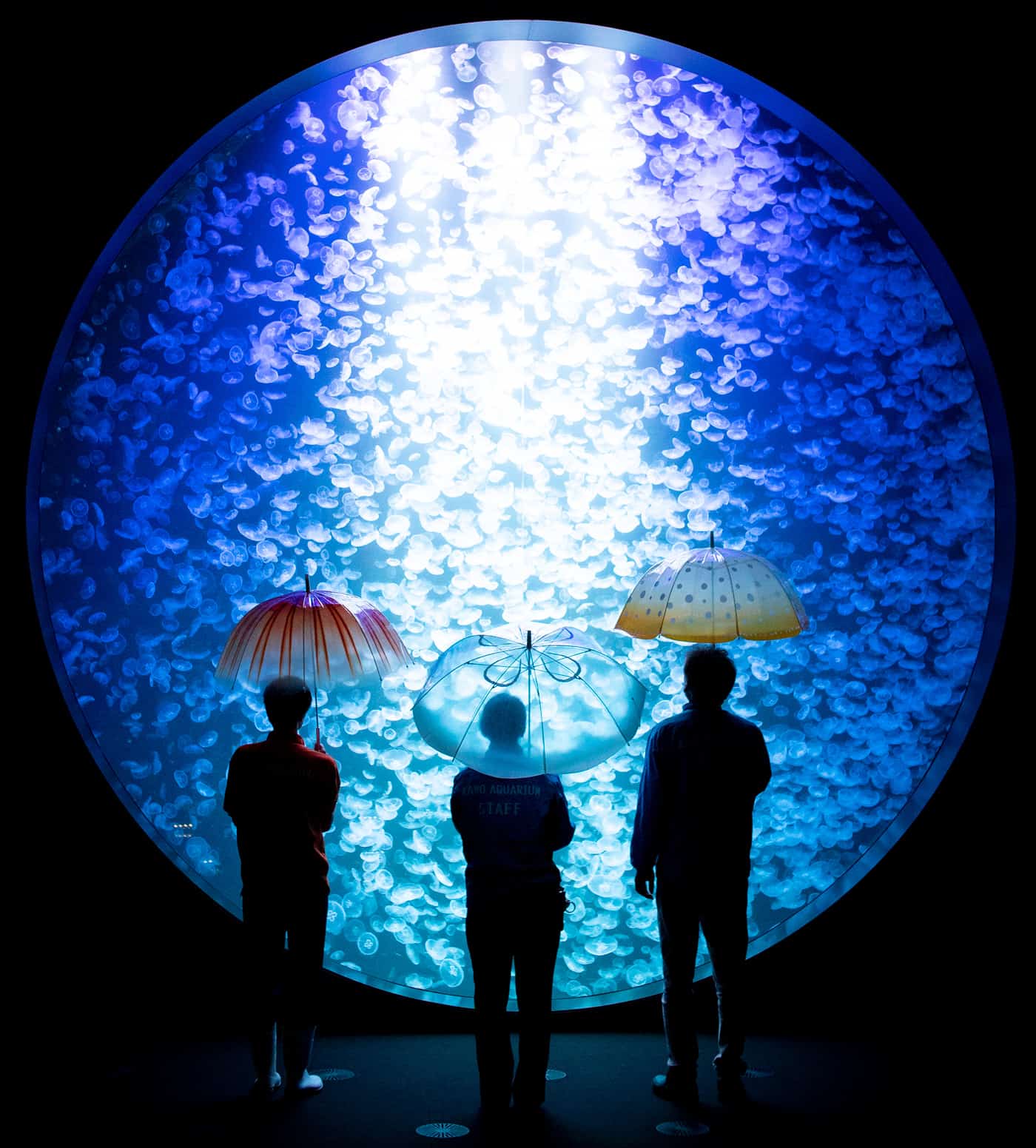 ร่มแมงกะพรุนของ Kamo Aquarium ในคอนเซ็ปต์ 雨空を泳ぐ～の傘 แมงกะพรุนแหวกว่ายท่ามกลางท้องฟ้าแห่งสายฝน