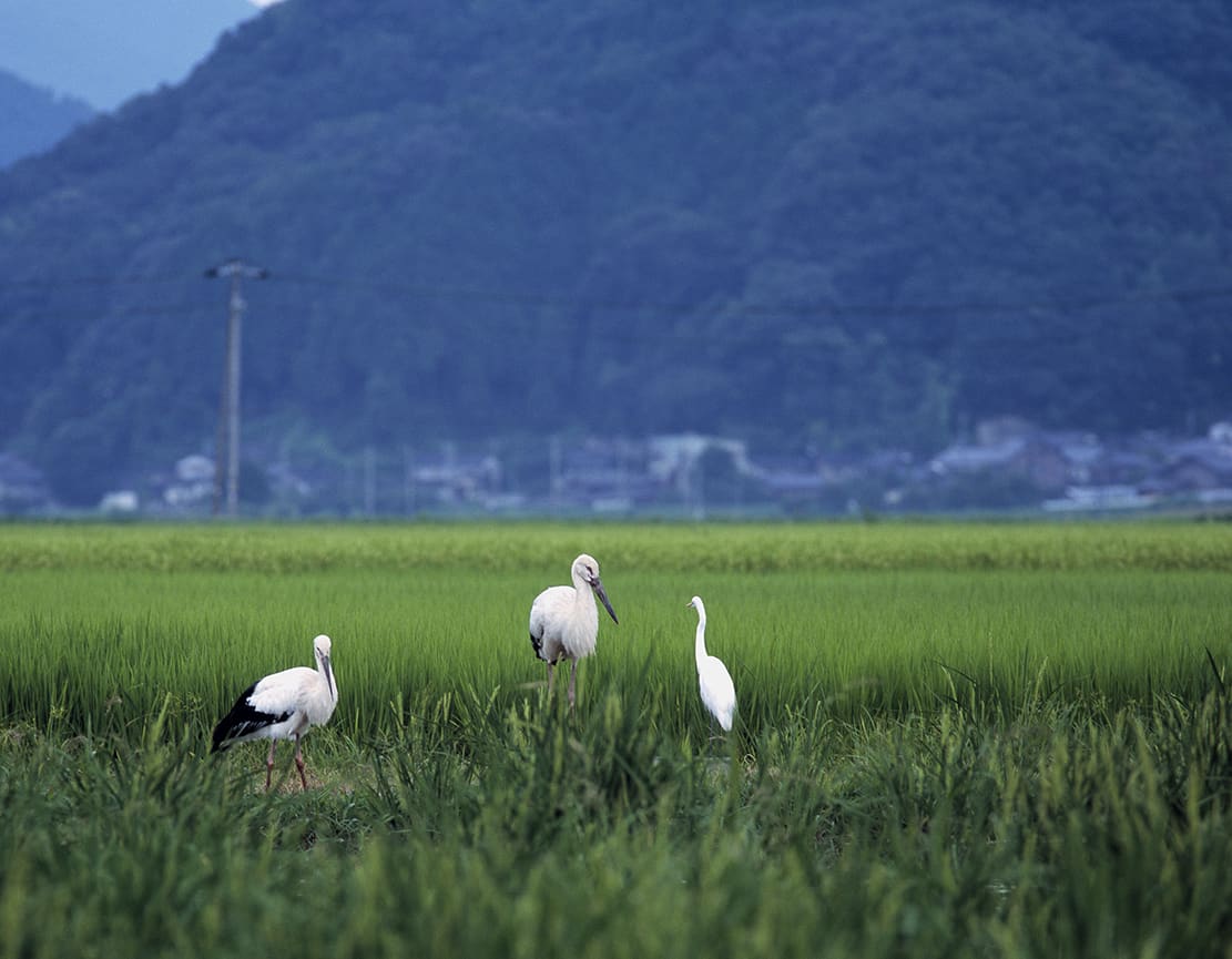 นก กระสาขาวตะวันออกท่ามกลางทุ่งนา คิโนะซากิออนเซ็น เมืองโทโยโอกะ