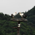 778_Birdwatching
