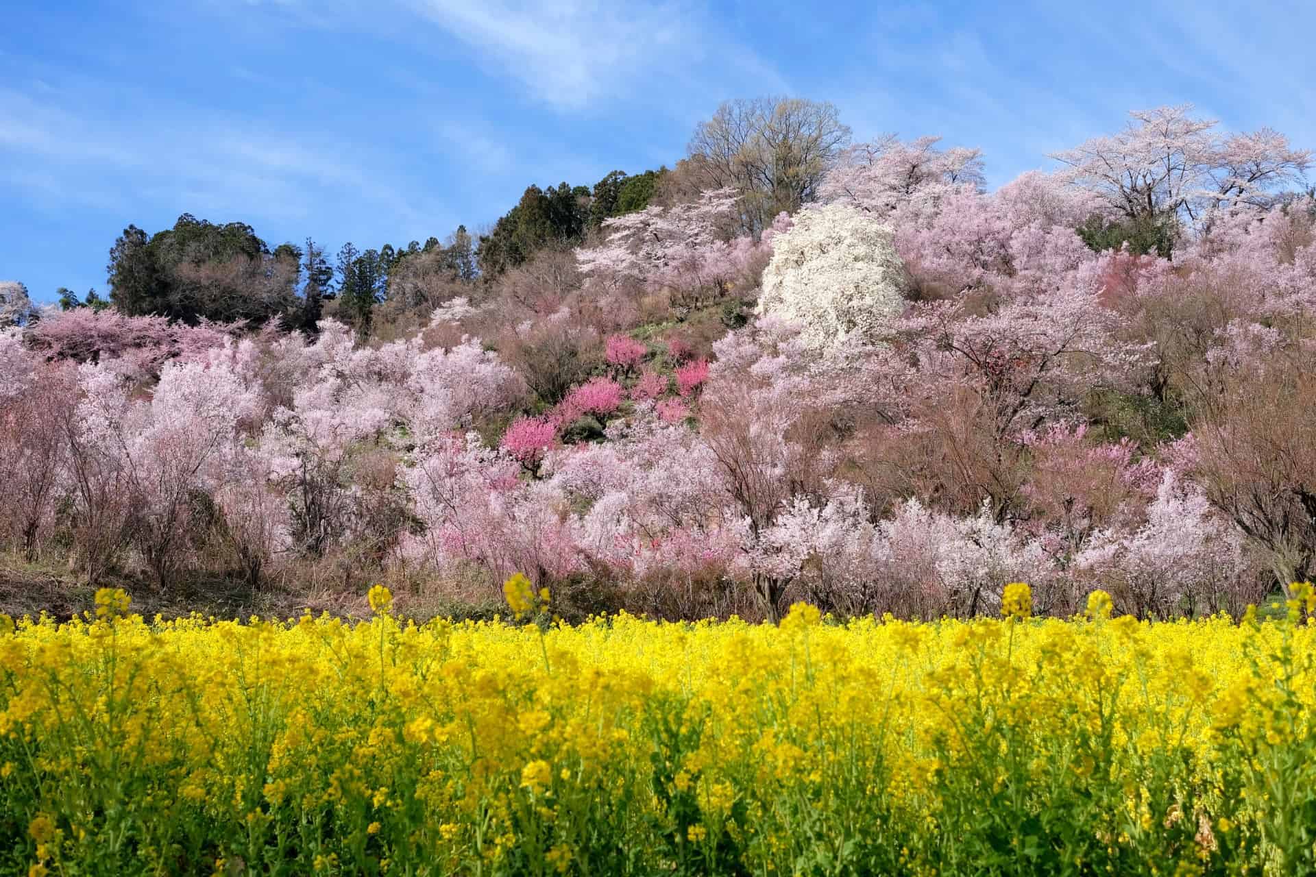 สวนฮานามิยามะ สวนดอกไม้แสนสวยแห่ง ฟุกุชิมะ