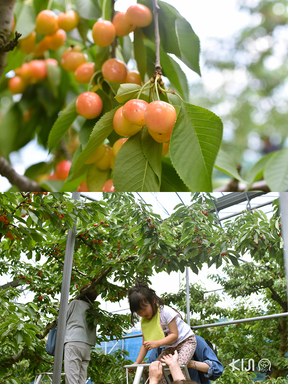 JR East Pass ยามากาตะ ฟุกุชิมะ และ มิยากิ กับที่เที่ยวตามเส้นทางของรถไฟ Toreiyu Tsubasa - เก็บเชอร์รี่สดๆ จากต้นที่ Ohsyo Fruits Farm ในเมือง Tendo