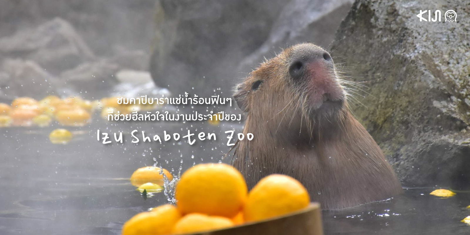 Ganso Capybara no Rotenburo งานชื่นชมเจ้าคาปิบาร่าแช่น้ำร้อนในช่วงฤดูหนาวของสวนสัตว์อิซุ ชาโบเท็น
