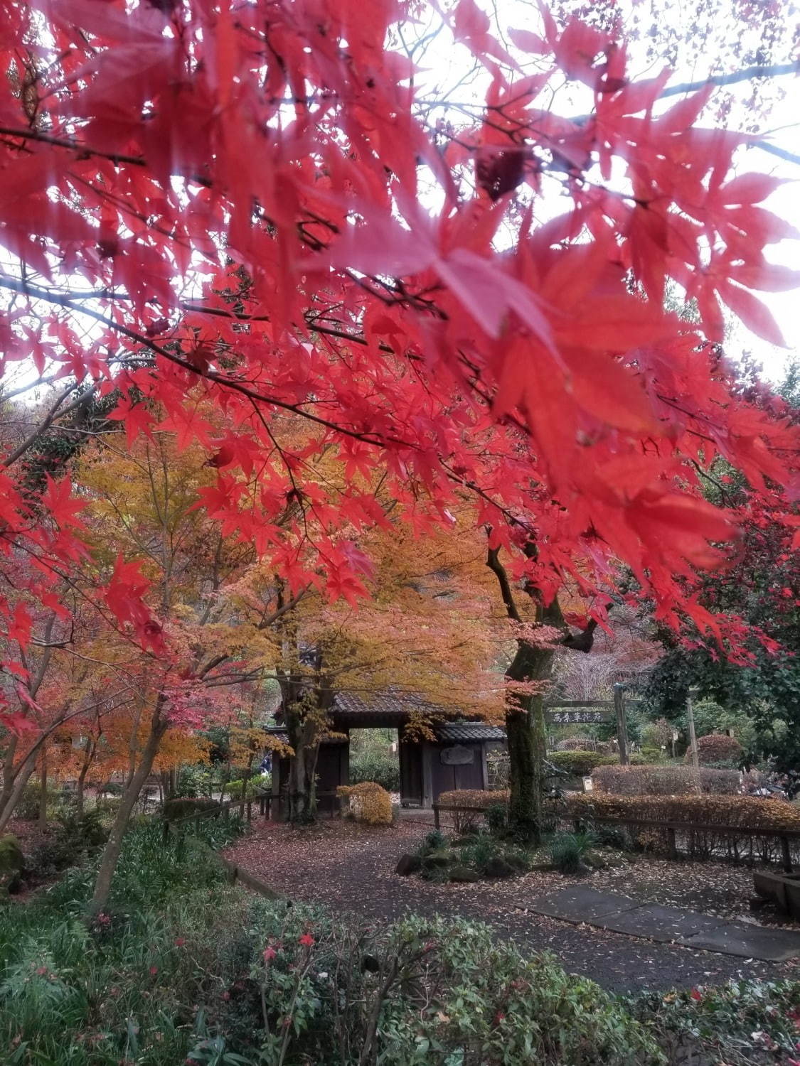 ใบไม้เปลี่ยนภายในสวน Yakushiike Park ณ กรุงโตเกียว