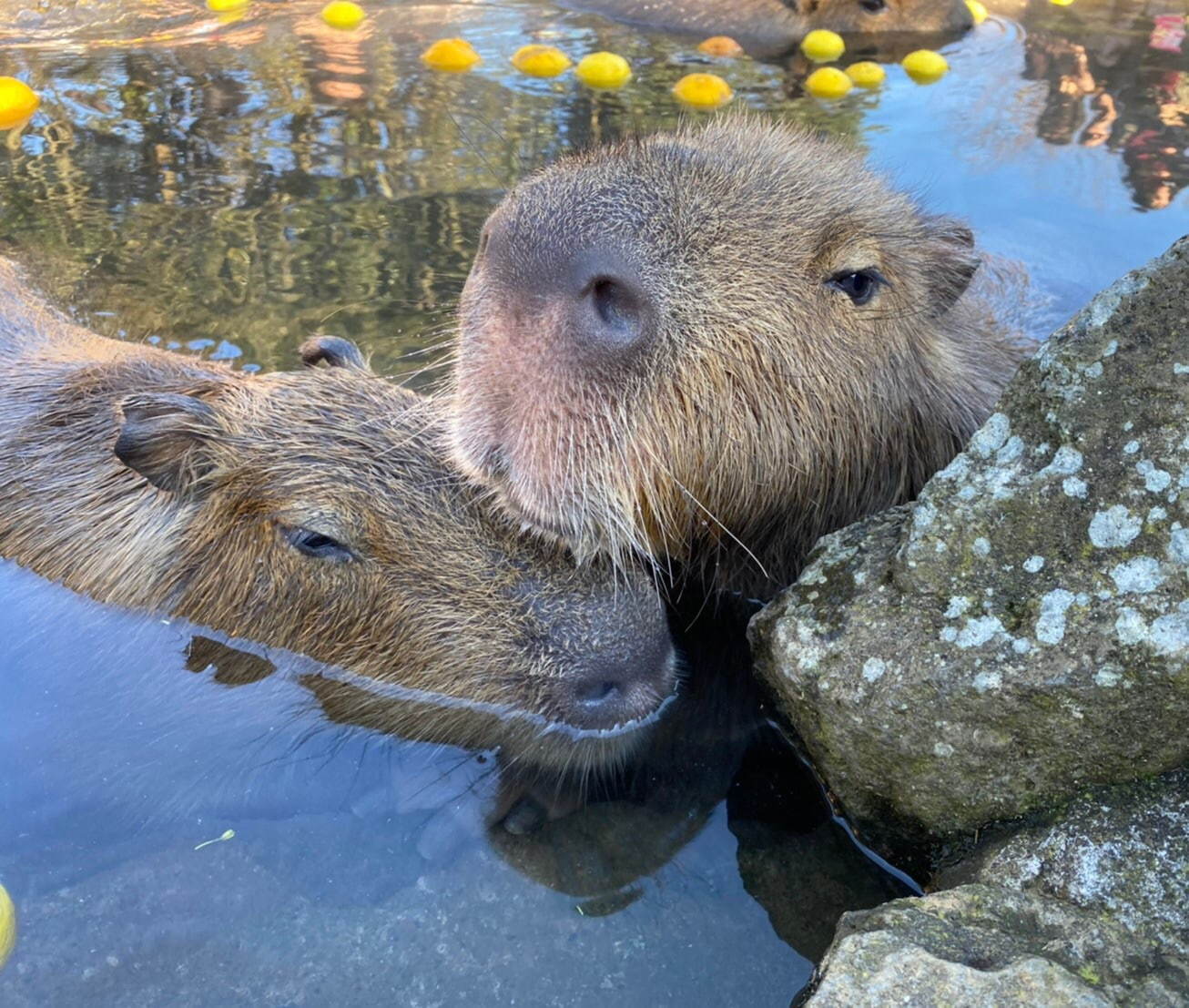เจ้าคาปิบาร่าท่าทางผ่อนคลายเมื่อได้แช่น้ำร้อนในงาน Ganso Capybara no Rotenburo
