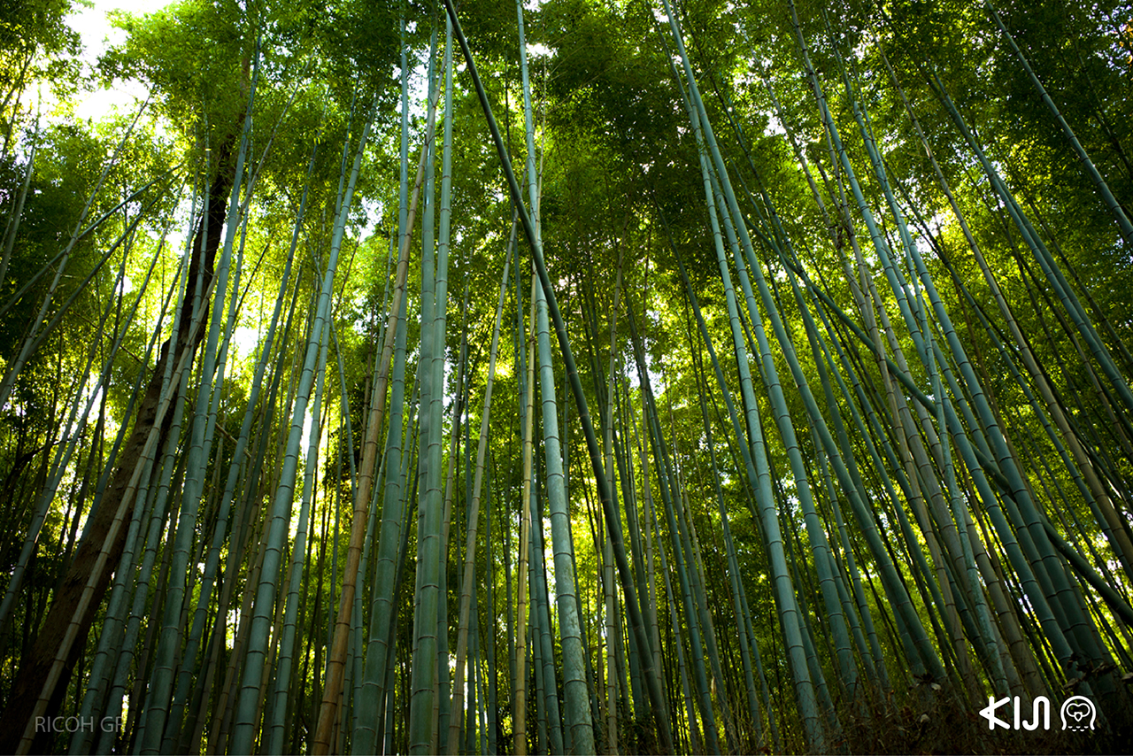 ป่าไผ่ (Bamboo Forest) ที่ อาราชิยาม่า (Arashiyama) จ.เกียวโต