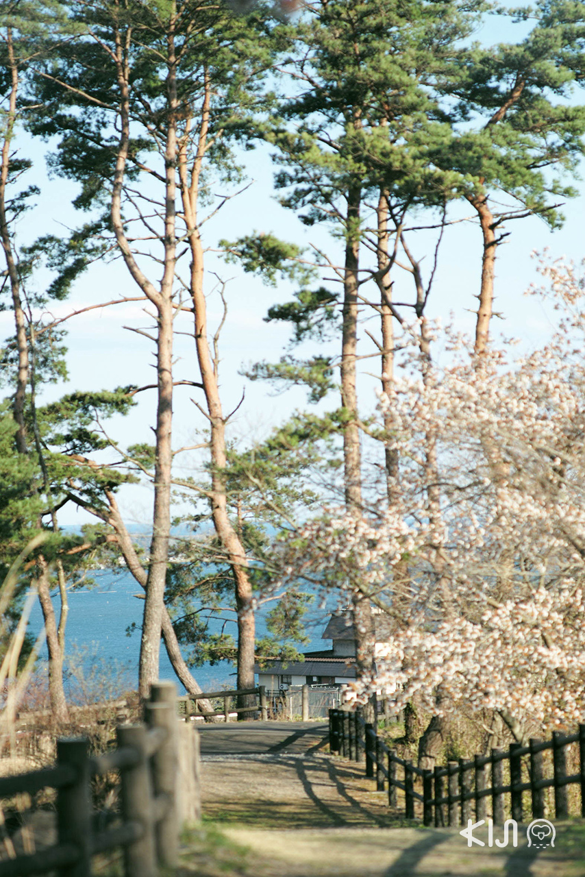 Saigyo Modoshi no Matsu Park สวนสนขนาดใหญ่ที่มัตสึชิมะ (Matsushima)