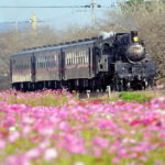 steam locomotive-moka railway-beautiful scene-japan