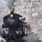 steam locomotive-moka railway-sakura vibe-japan