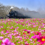 steam locomotive-moka railway-scenic flowers-japan