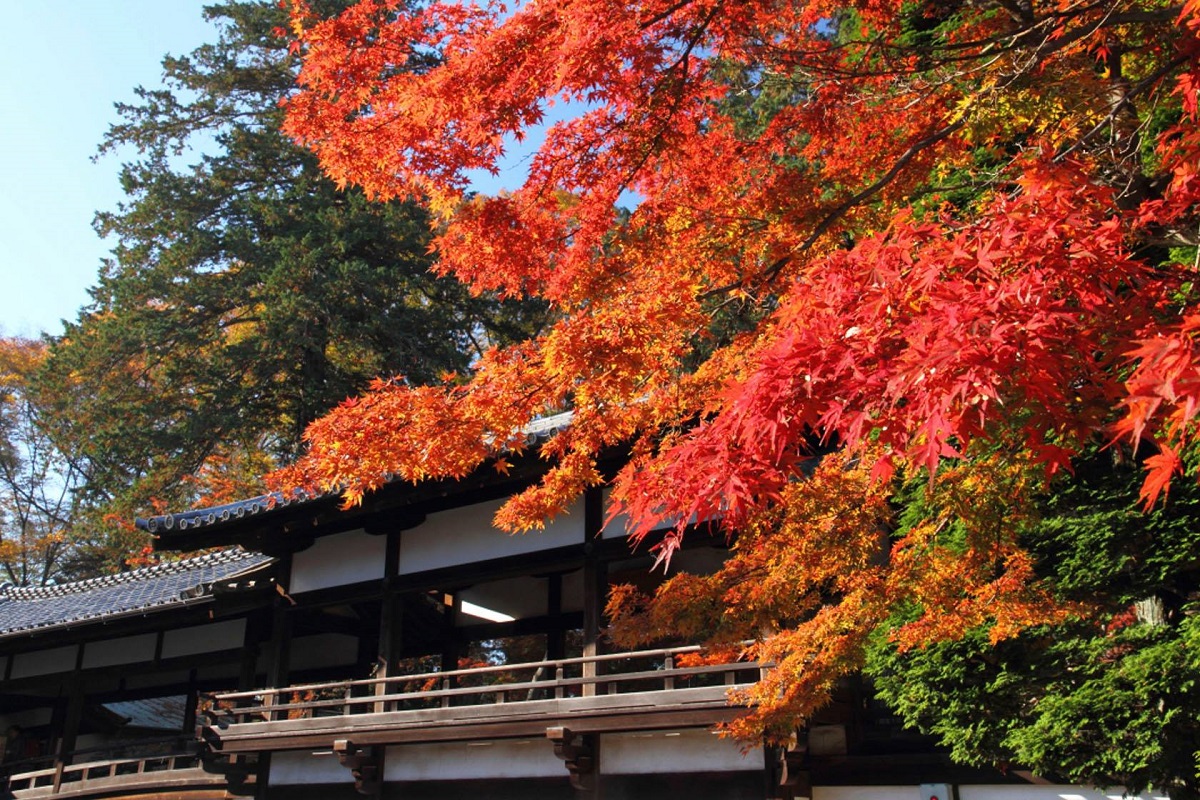สถานที่เที่ยวจ.ไซตามะ (Saitama) ฤดูใบไม้ร่วง - วัดคิตะอิน (Kita-in Temple)