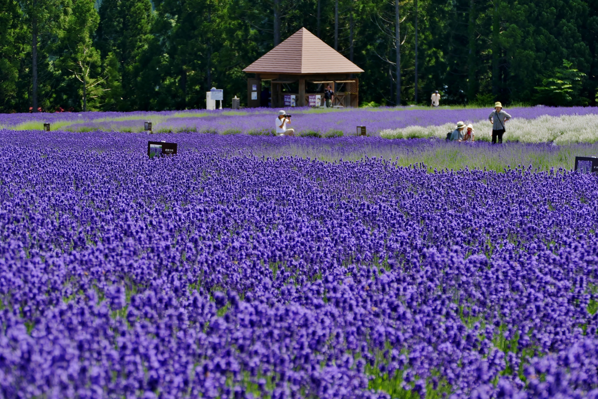 กิจกรรม ฤดูร้อน ในภูมิภาค "โทโฮคุ" - เดินเล่นในทุ่งดอกลาเวนเดอร์ Misato Lavender Field