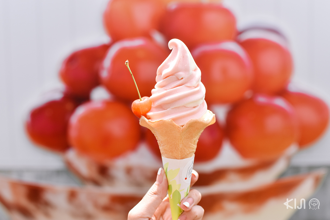 ไอศกรีมเชอร์รี่ ของหวานยอดฮิตในช่วงฤดูร้อนของไร่ผลไม้โอโช (OHSYO Fruits Farm)