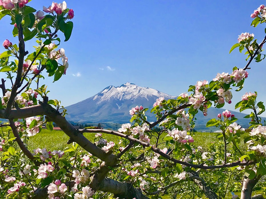 กิจกรรม ฤดูร้อน ในภูมิภาค "โทโฮคุ" - ชมดอกแอปเปิ้ลขาวที่สวนในเมืองฮิโรซากิ (Hirosaki)