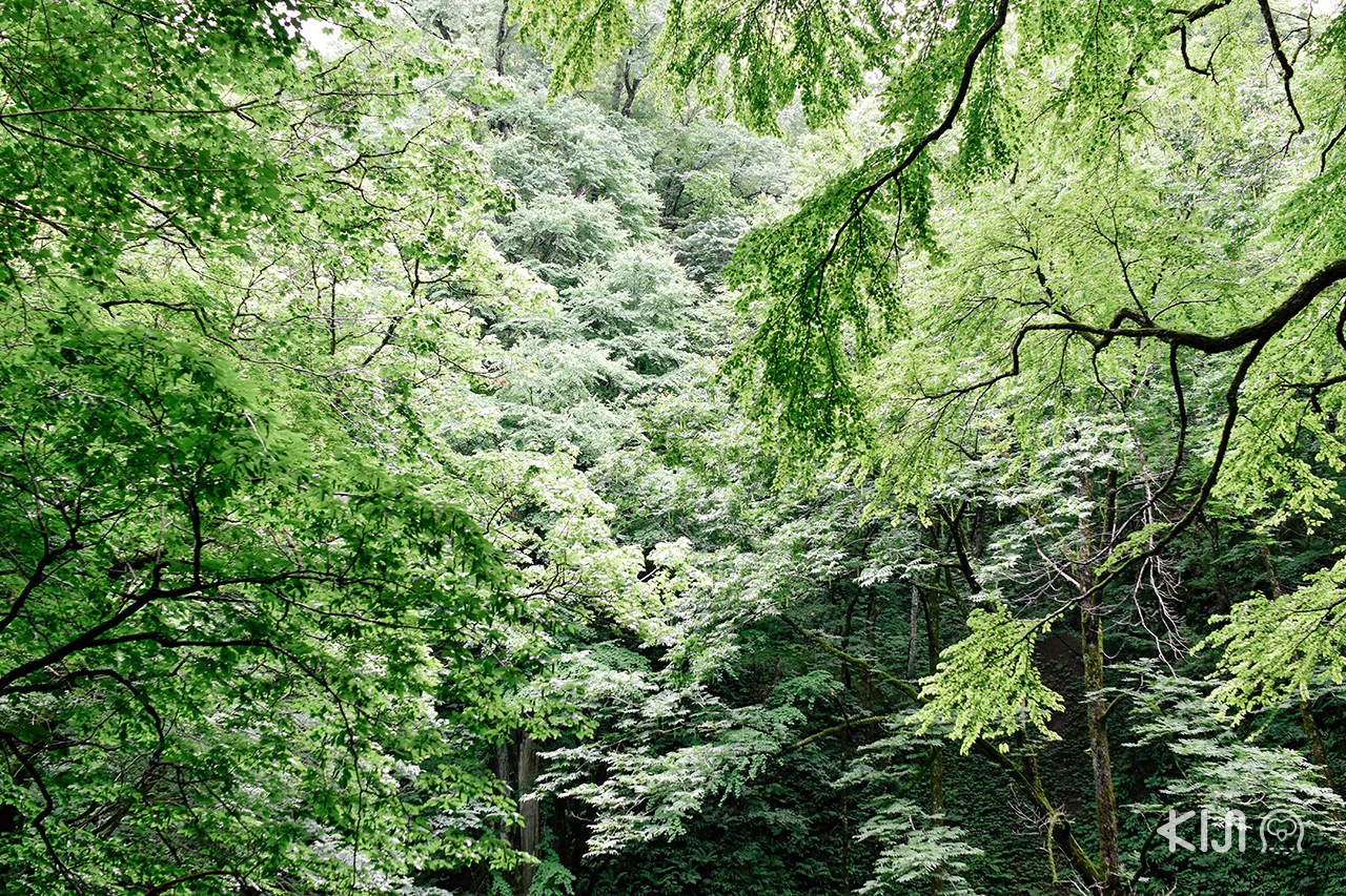 กิจกรรม ฤดูร้อน ในภูมิภาค "โทโฮคุ" - เดินป่าในเทือกเขาชิราคามิ (Shirakami Sanchi) จ.อาโอโมริ 