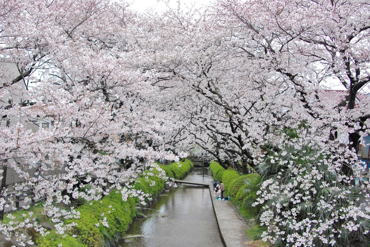 จุด ชมซากุระ ใน ญี่ปุ่น - ทิวต้นซากุระริมคลองนิคะเรียวโยซุย (Nikaryo-yosui Canal)