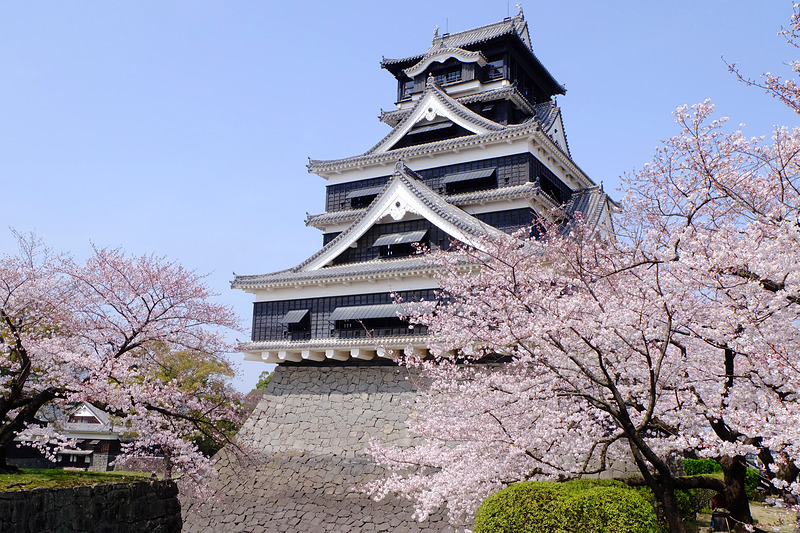จุด ชมซากุระ ใน ญี่ปุ่น - ปราสาทคุมาโมโตะ (Kumamoto Castle)