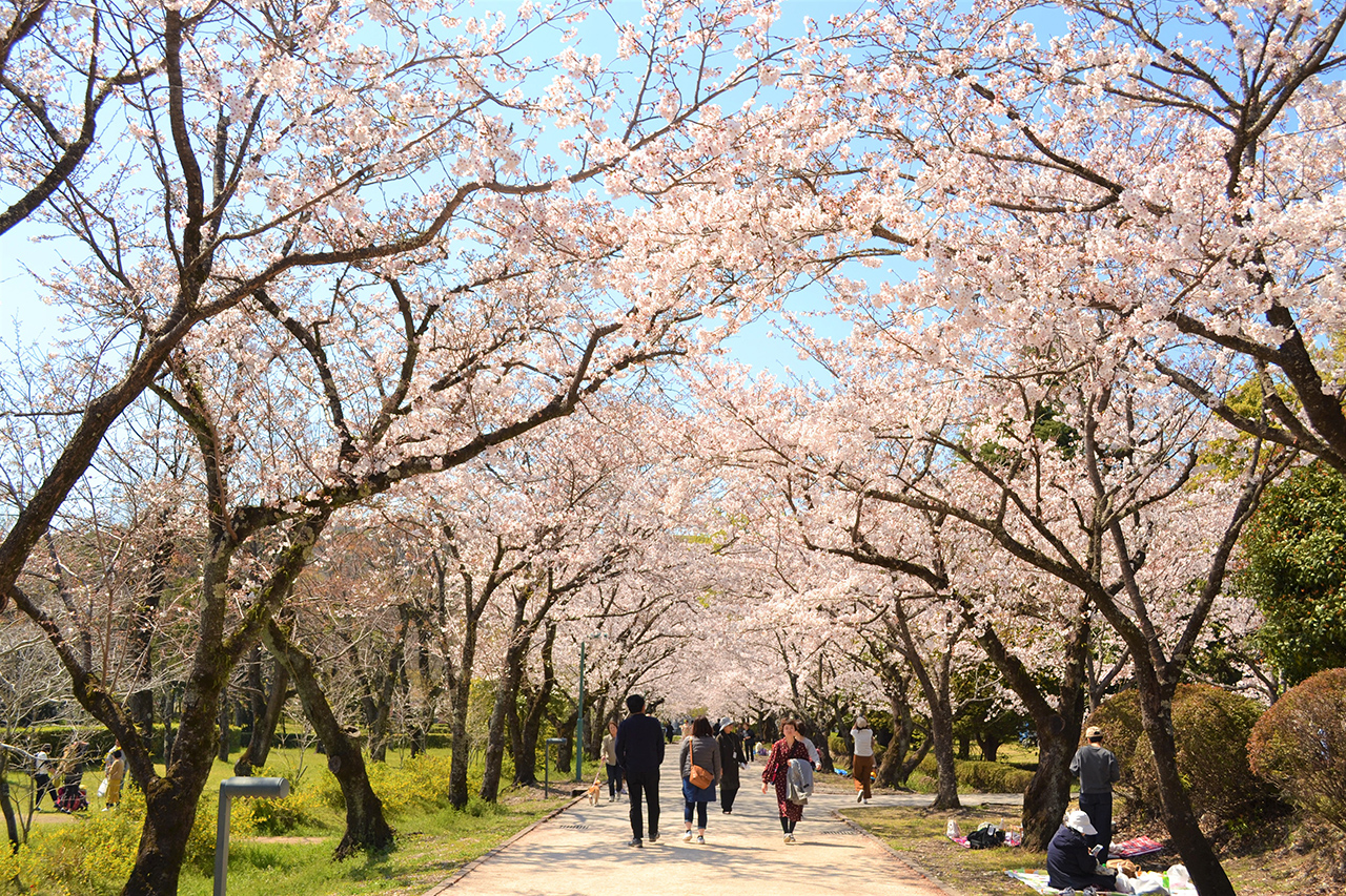 จุด ชมซากุระ ใน ญี่ปุ่น - สวนคากามิโนะ (Kagamino Park)