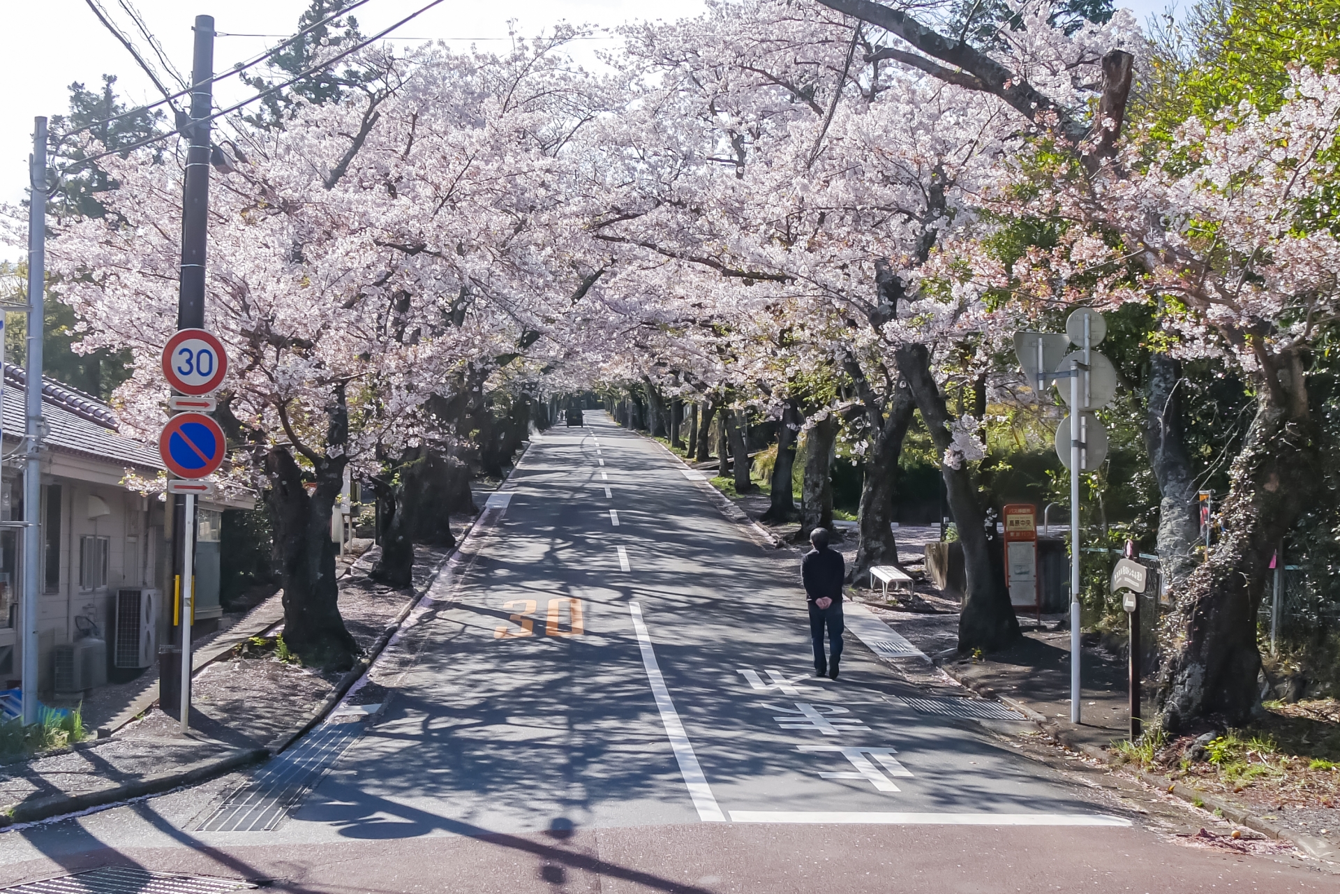 จุด ชมซากุระ ใน ญี่ปุ่น - อุโมงค์ซากุระหน้าสถานีอิซุโคเก็น (Izu Kogen Cherry Trees)