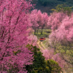 Wild,Himalayan,Cherry,Blossom,(prunus,Cerasoides),Beautiful,Pink,Sakura,Flower 1