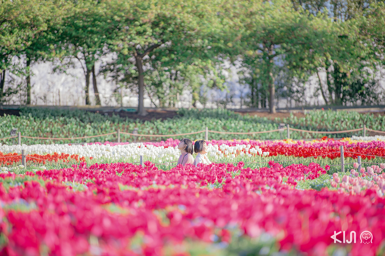Nabana no Sato : สวนดอกไม้หลากสายพันธุ์ ช่วงทิวลิปบานก็น่ารักไปอีกแบบ 