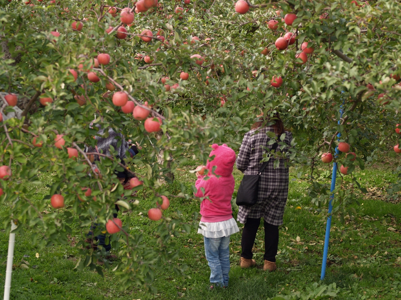 ฤดูร้อนเหมาะกับการเก็บแอปเปิ้ลที่ Hirosaki Apple Park ในจังหวัด อาโอโมริ ที่สุด :)