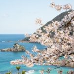 Cherry Blossoms in Kinosaki Onsen