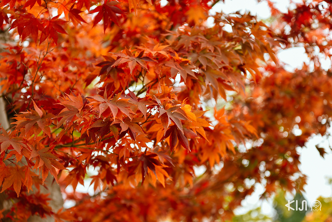 ใบไม้เปลี่ยนสี อาคิตะ ยามากาตะ