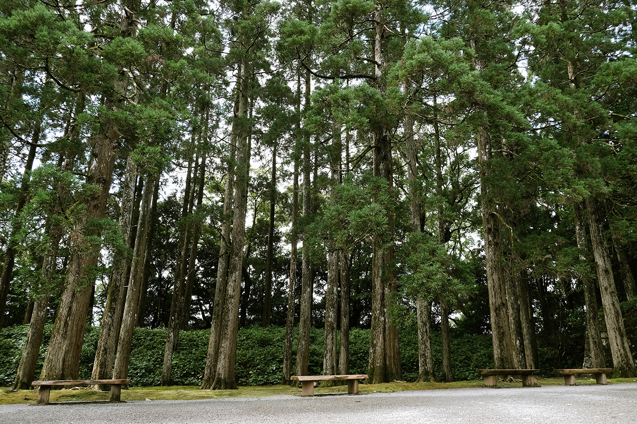 ต้นไม้ ปราสาทโอบิ เกาะคิวชู
