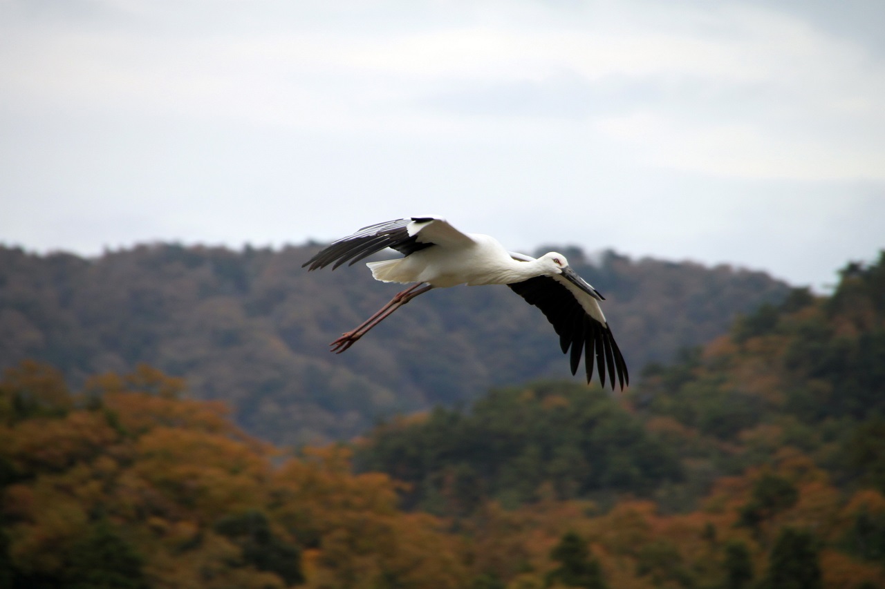 โคโนะโทริ นกกระสาขาวญี่ปุ่น
