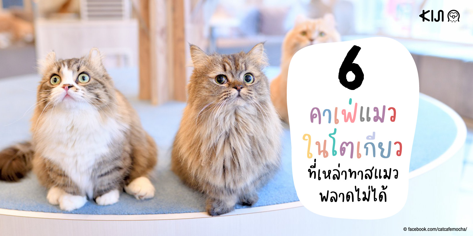 6 คาเฟ่แมว โตเกียว