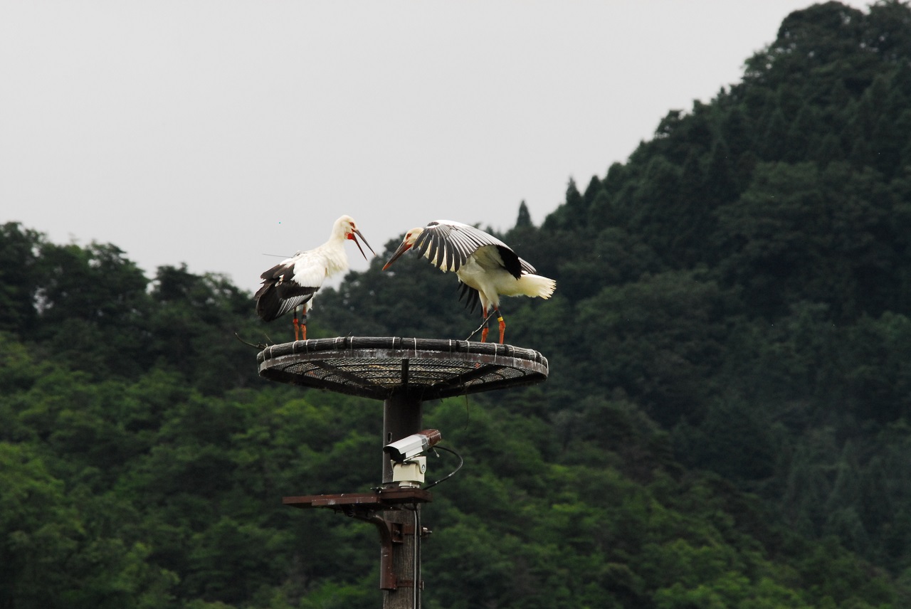 นกกระสา เมืองโทโยโอกะ สูญพันธุ์