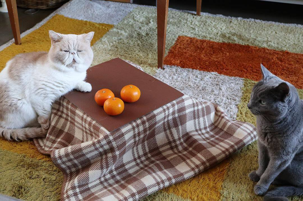 ส้มญี่ปุ่น วากายามะ Cats Kotatsu Mikan