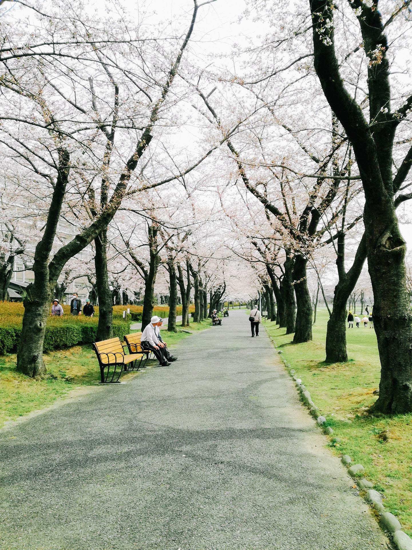 Kaiseizan Park ชมซากุระ เมืองโคริยามะ ฟุกุชิมะ